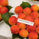 Kajszibarack tanácskozás a Gyümölcskutatóban