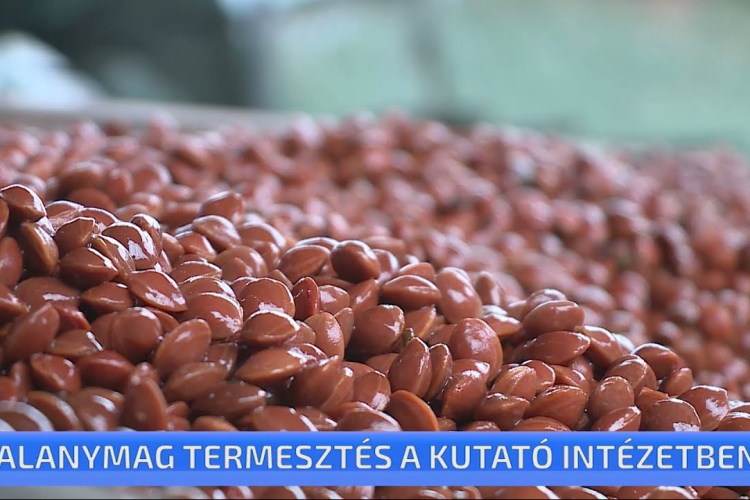 Alanymag termesztés a Ceglédi Gyümölcskutató Intézetben
