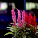 Csemőben is járt a nemzetközi zsűri