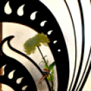 56-os megemlékezések - fotó: Kisfaludi István 