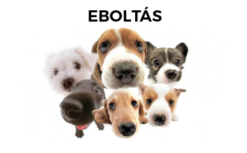 EBOLTÁS