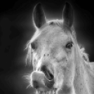 MAFOSZ kiállítás képei