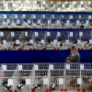 Galambkiállítás Cegléden