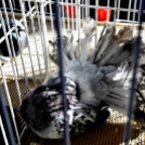 Galambkiállítás Cegléden