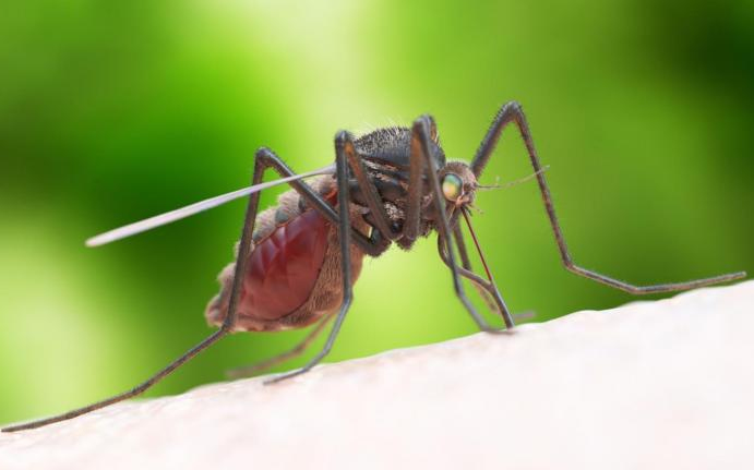 Szúnyoggyérítés - Lakossági tájékoztató, Cegléd