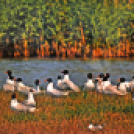 A Duna-Delta Szárazföldi- és Vízi Madárvilága