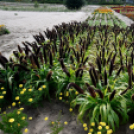 Kováts Zoltán Emlékülés Csemőben