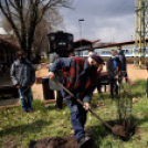 Két új magnóliafát ültettek