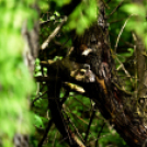 Karanténséta a Gerje parton