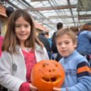 Családi tökfaragás az Oázis Kertészetben