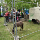 Pest megyei Rendőr- és Tűzoltónap