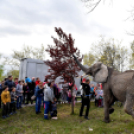 Elefántok érkeztek a Vörösmarty térre