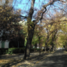 Halló Cegléd - Rákóczi út