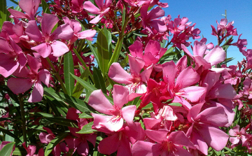 Kinyílott a babérrozsa