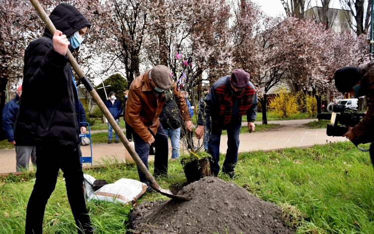 Két új magnóliafát ültettek