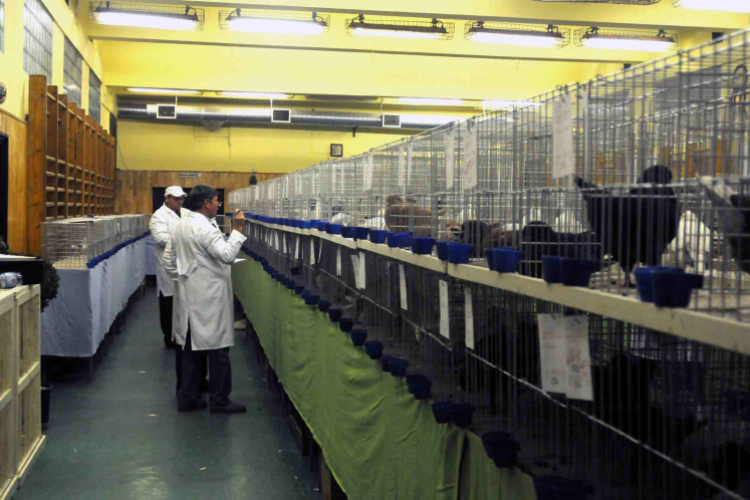 Ceglédi galamb mustra