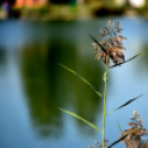 Éhmann Ferenc Horgászverseny