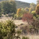 Tardonától az ,,őserdőig’’