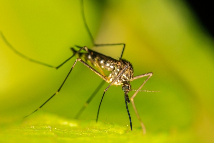Lakossági tájékoztató rendkívüli szúnyoggyérítésről