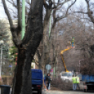 Megmetszették az ostorfákat