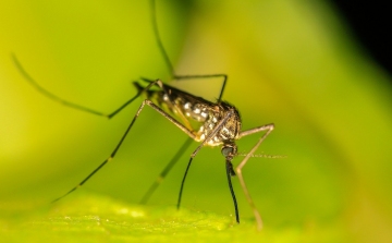 Lakossági tájékoztató rendkívüli szúnyoggyérítésről