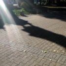 Halló Cegléd! - telefonfotók