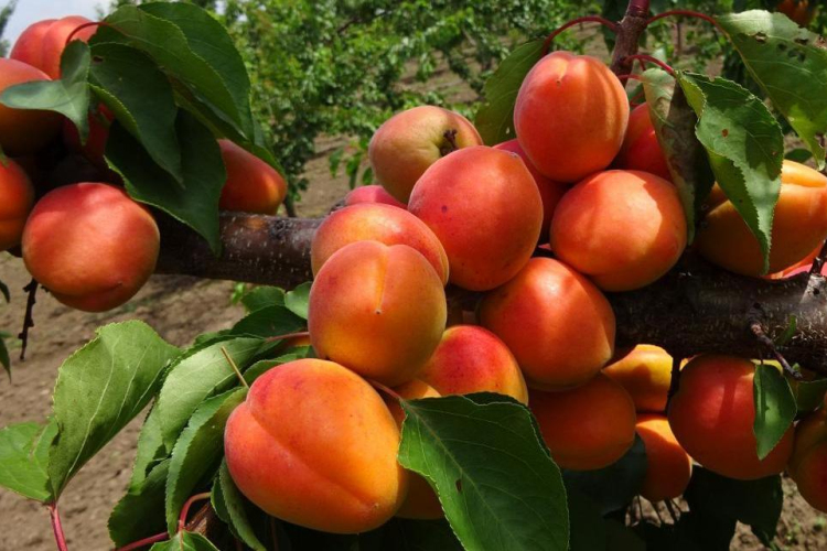 Országos kajszibarack fajtabemutató