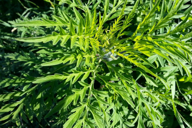 Tájékoztató parlagfű-mentesítéssel kapcsolatban