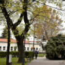 Megérkezett a város karácsonyfája