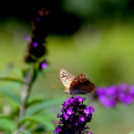 Színpompás bemutató