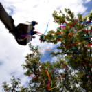 A város májusfája