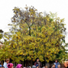 Őszköszöntő óvodásoknak