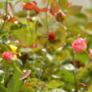 Rózsák Hétvégéje - Oázis Kertészeti Áruház