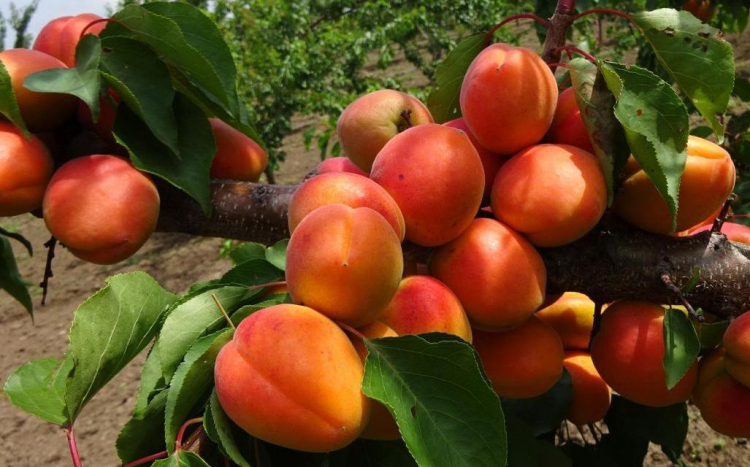 Országos kajszibarack fajtabemutató