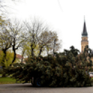 Megérkezett a város karácsonyfája