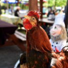 Virágvásár és főzőfesztivál Csemőben