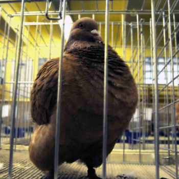 Ceglédi galamb mustra