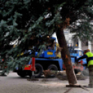 Felállították a város karácsonyfáját