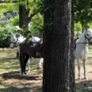 Csemői - Anyám tyúkja