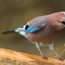 MAFOSZ kiállítás képei