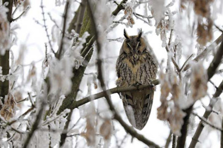4 millió rágcsálót ettek meg