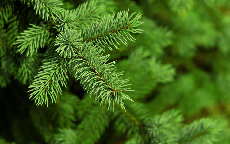 Keresik a város karácsonyfáját