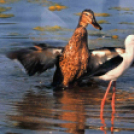 A Duna-Delta Szárazföldi- és Vízi Madárvilága