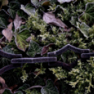 Megemlékezés a doni katasztrófa áldozatairól