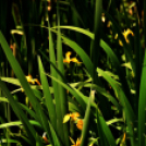 Karanténséta a Gerje parton