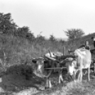 Tardonától az ,,őserdőig’’