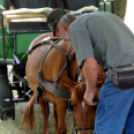 Laska fesztivál - szombat délelőtt