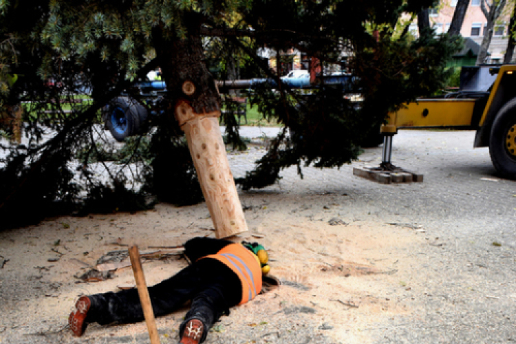 Megérkezett a város karácsonyfája