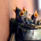 Egy halkonzervnyi gondoskodás