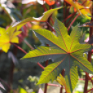 Színpompás bemutató